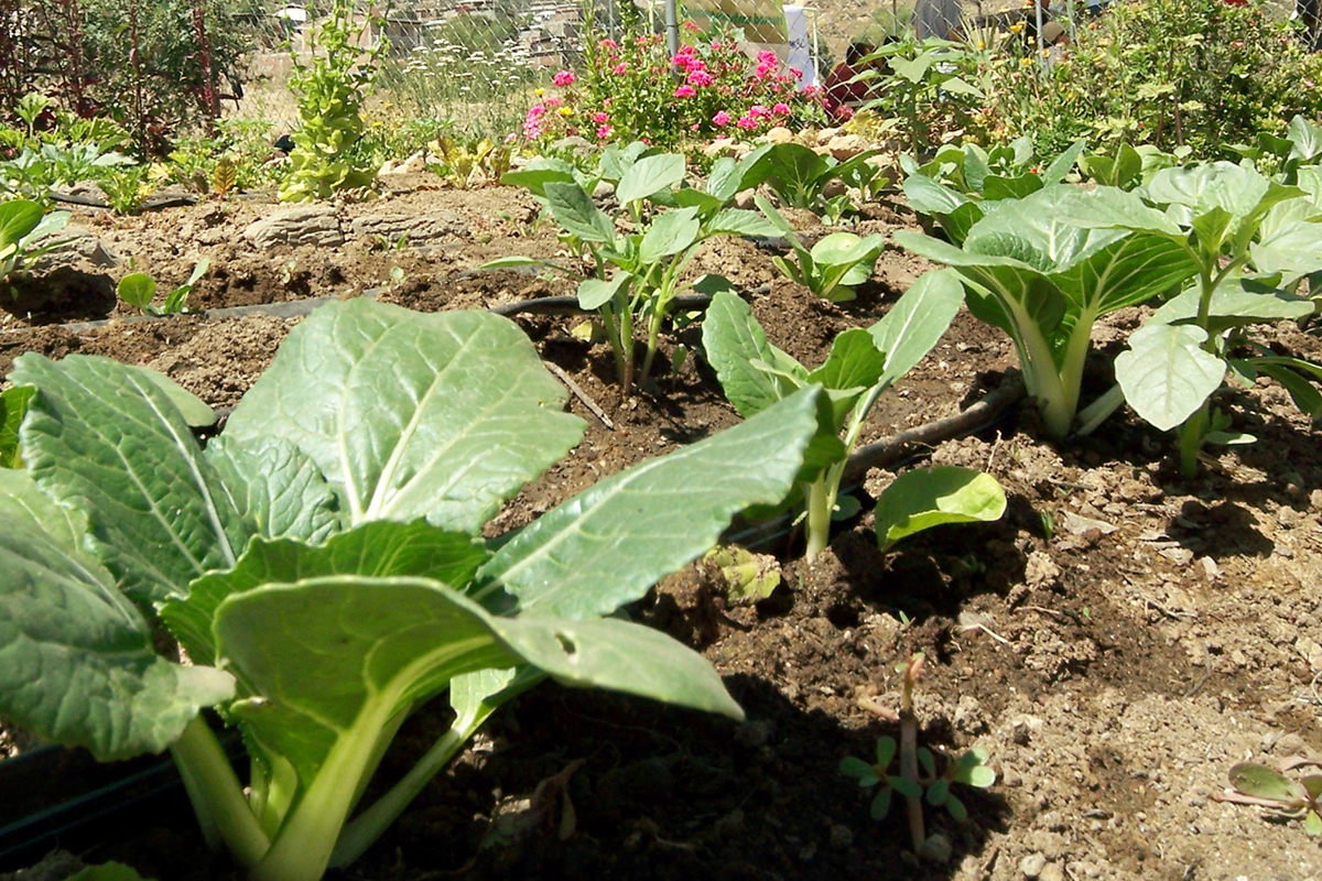 Taller de dansa per aprendre a cultivar un hort amb ritme